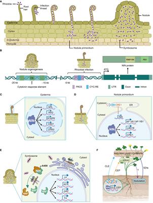 NIN—at the heart of NItrogen-fixing Nodule symbiosis